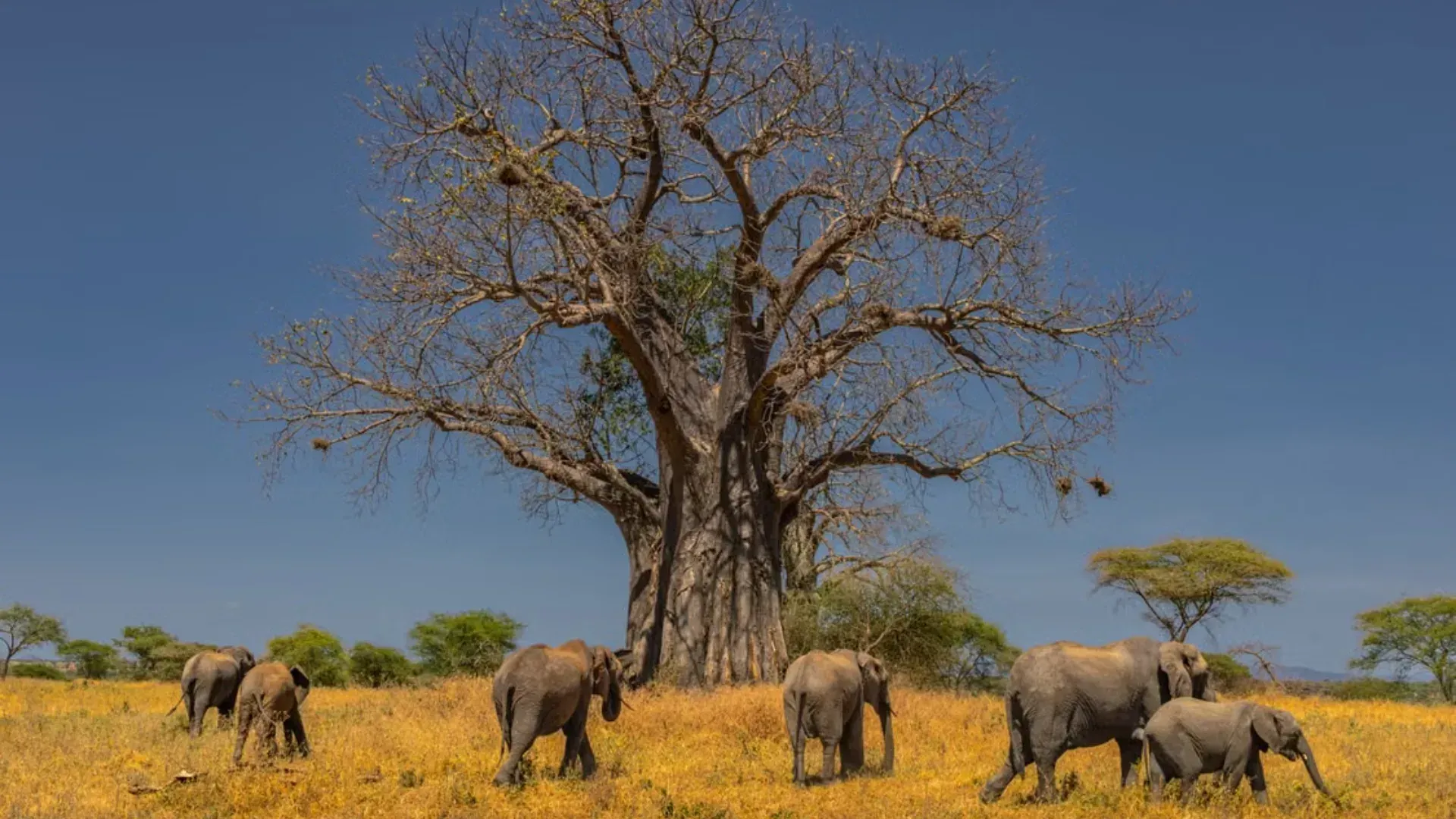 Tarangire National Park