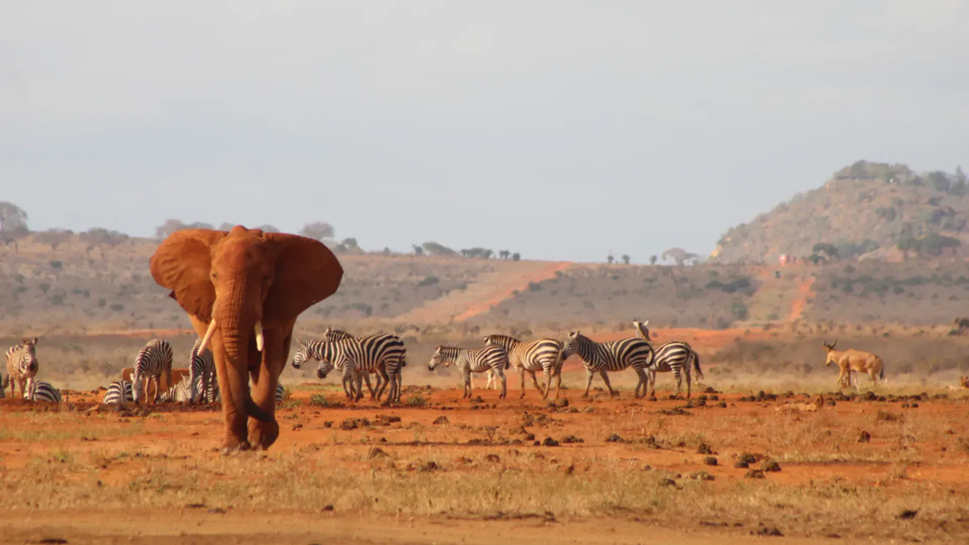 Tsavo West & East