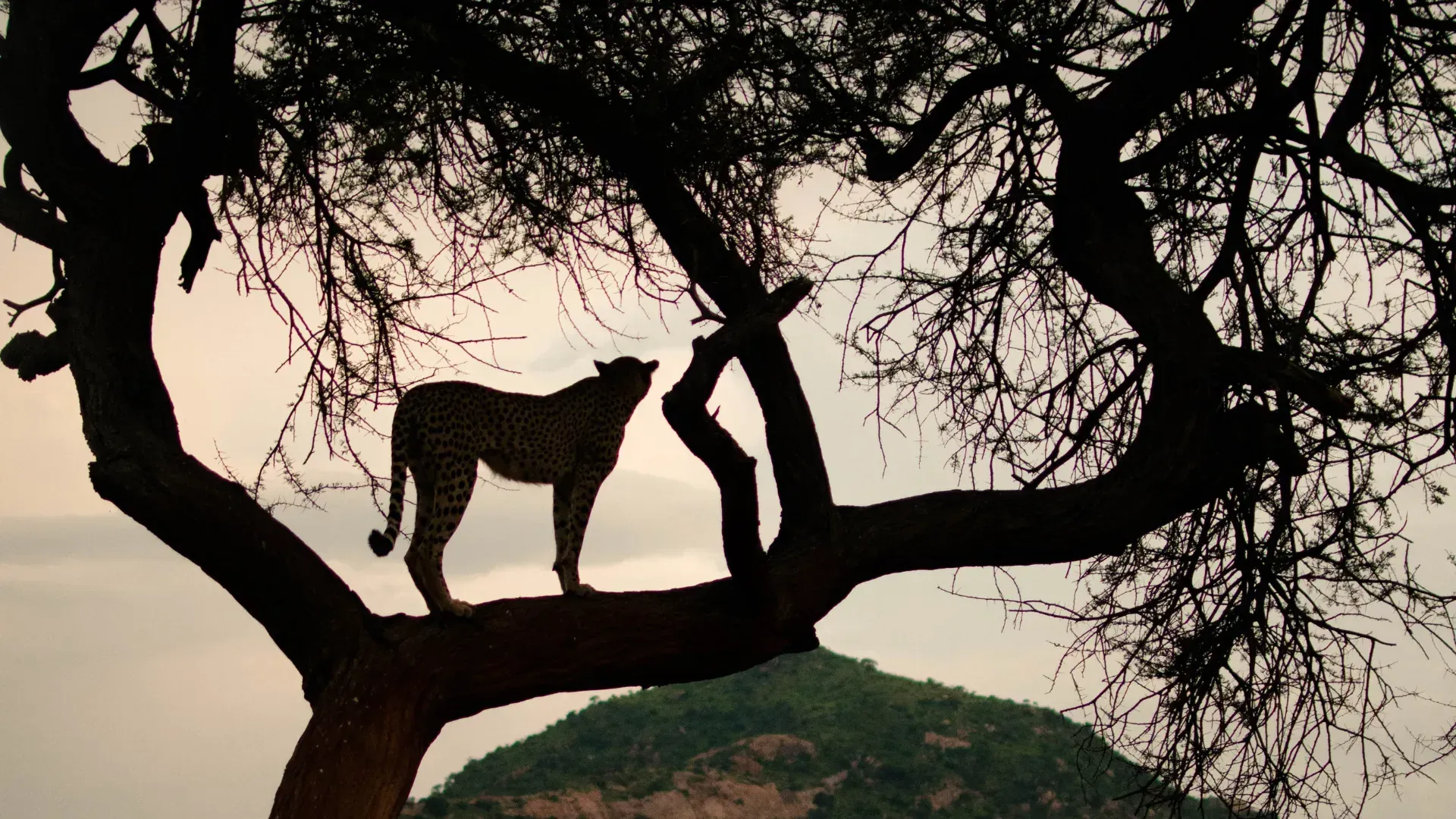 Tsavo West National Park