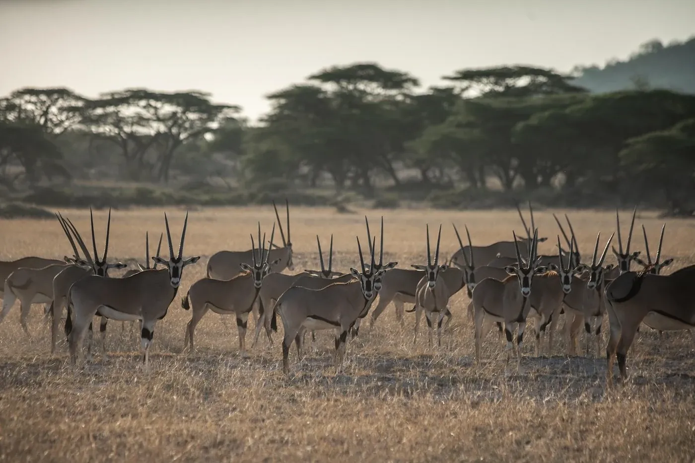 Shaba National Reserve